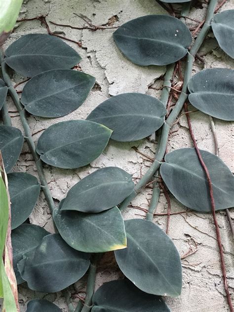 Incorrectly as amydrium tetrasperma common names: Rhaphidophora Korthalsii Starter Plant - Kens Philodendrons