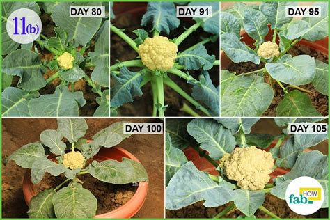 Cauliflower Plant Stages