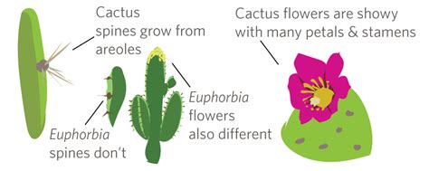 Areoles are an identifying feature of cacti. Its Cactus Week on iNaturalist! Feb 7 - 13, 2016 · iNaturalist