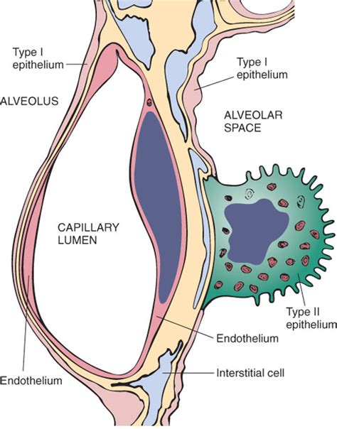 Microscopic Structure Of Alveolar Wall Medicine Hack