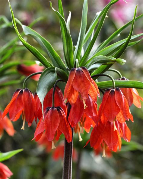 Fritillaria Imperialis Red Beauty Bulbs — Buy Fiery Red Crown
