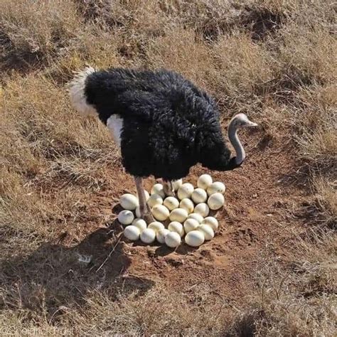Ostrich Mother Protects Her Eggs Ranimalsbeingmoms