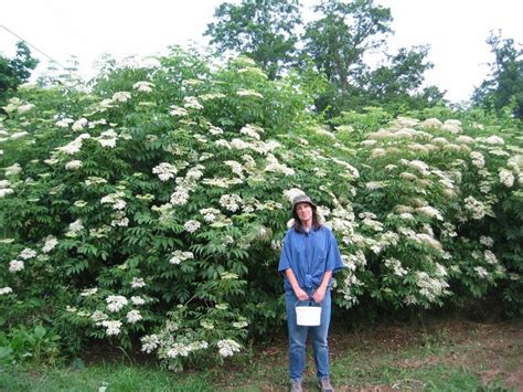 Wild Wonderful Wv Elderberries With Wvmountaineerjack Garden Bed