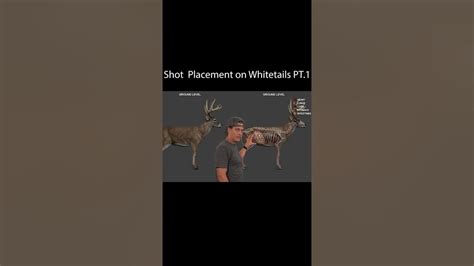 Shot Placement On A Whitetail Deer Pt 1 Youtube