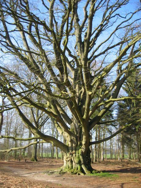 My French Forest Woodland Tree Guide 1 Beech