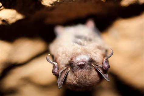Meet The Little Brown Bat Bat Conservation International