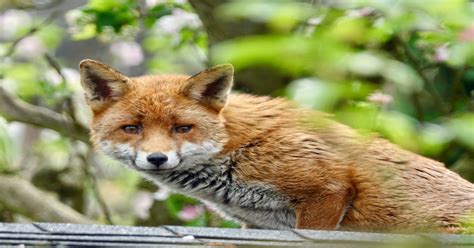 Japanese pet names you should never ever use. 300+ Fox Names | Cute, Funny, Cool Names for a Pet Fox