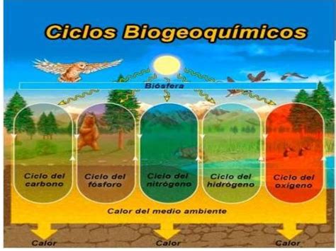 Cuales Son Las Caracteristicas De Los Ciclos Biogeoquimicos Gracias