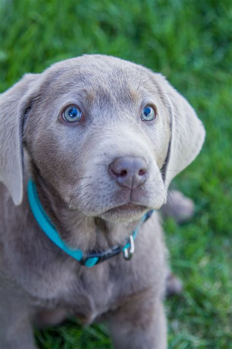 Female Silver Lab Puppy ? PLACED ? Puppy Steps Training