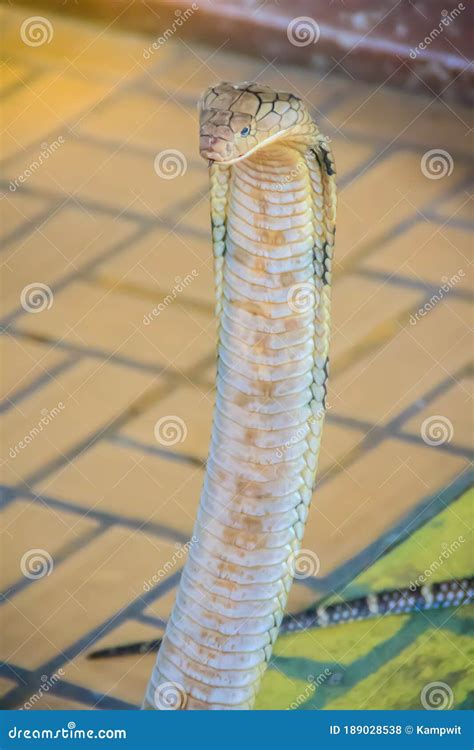 King Cobra Ophiophagus Hannah The World S Largest Venomous Snake