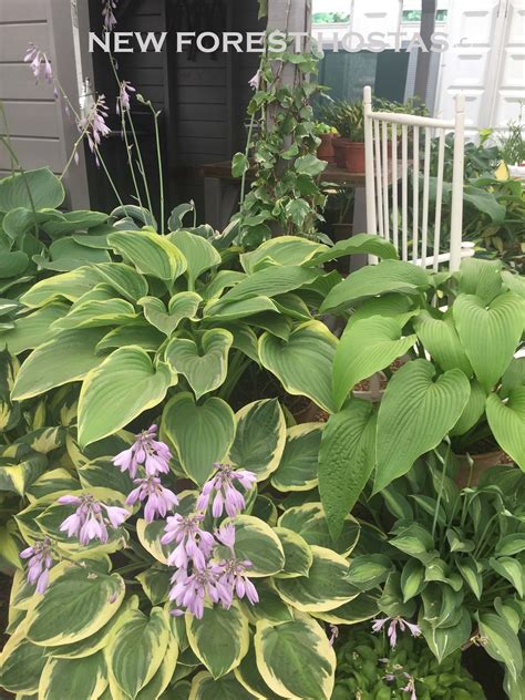 Hosta Yellow River For Sale New Forest Hostas And Hemerocallis