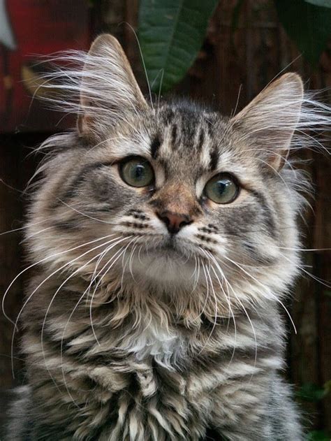 The siberian cat is a forest cat native to snowy russia, where it needed its luxurious triple coat to protect against cold. Good Photos Bengal Cats aesthetic Ideas Primary, when it ...