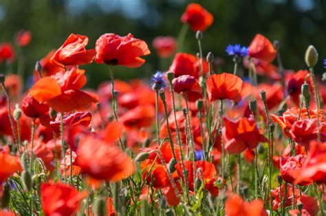 L'activité proposée ici est la confection d'une fleur en papier. Fond d'écran : la nature, rouge, champ, fleur, coquelicot ...