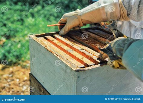 Beekeeping Havesting Honey Beekeeping Concept Apiary In France Stock