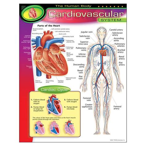 Chart Cardiovascular System Cardiovascular System Cardiovascular