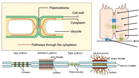 Cellular Junctions Types And Functions In 2023 Cell Wall Cellular