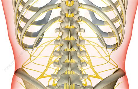 The Nerves Of The Lower Back Stock Image F0018500 Science Photo