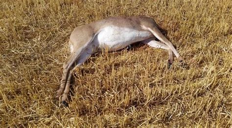 Game Wardens Investigate Illegally Killed Deer Elk Near Whitefish