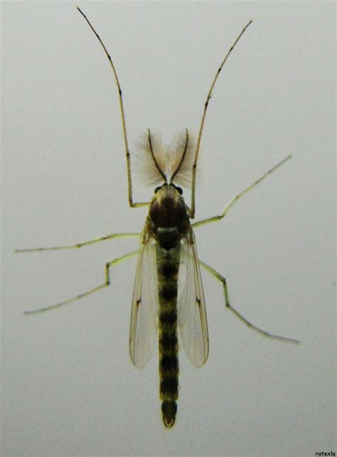 201106031 Mosquito Male With Feathery Antennae Night Flickr