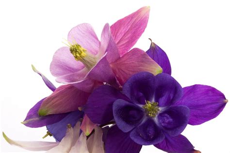 images gratuites fleur violet pétale floraison printemps macro bleu rose ancolie mai