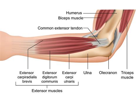 Muscles In The Elbow