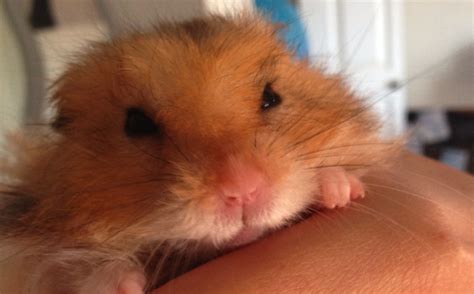 How To Tell If Your Hamster Is In Pain Or Ill Celia Haddon