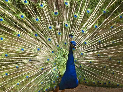 Blue Peacock Bird Fly · Free Photo On Pixabay