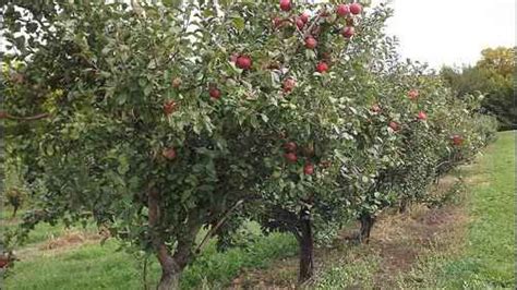 Fruit Trees Home Gardening Apple Cherry Pear Plum How To Plant A