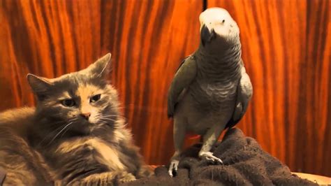 Cats And Parrots Youtube