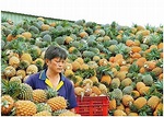 台立委倡向世貿申訴 處理大陸禁台灣菠蘿爭議
