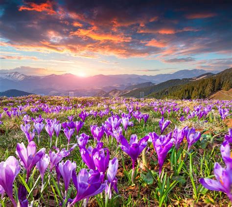 Colorful Spring Sunrise With Field Of Blossom Of Crocuses