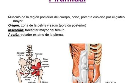 Musculo Piramidal Que Es Ubicacion Origen Insercion Funcion Y