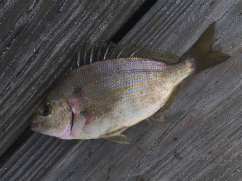 Pinfish My First Saltwater Catch Powell Lake Fl Fishing