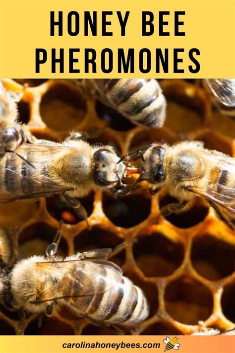 Honey Bee Pheromones How They Shape Hive Life Carolina Honeybees