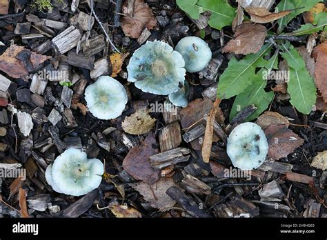 Stropharia Caerulea Known As The Blue Roundhead Or Blue Green