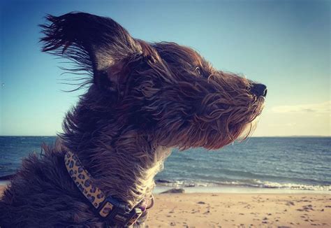 Doggie day care, boarding, training looking for a dog sitter or walker? Windblown dog shot captures hearts of judges in photo ...