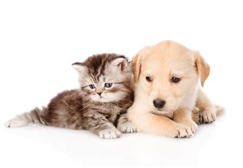 Dog Cat Puppy Kittens Animals Baby Wallpaper 6256x4341
