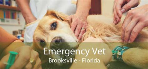 emergency vet brooksville 24 hour emergency vet near me