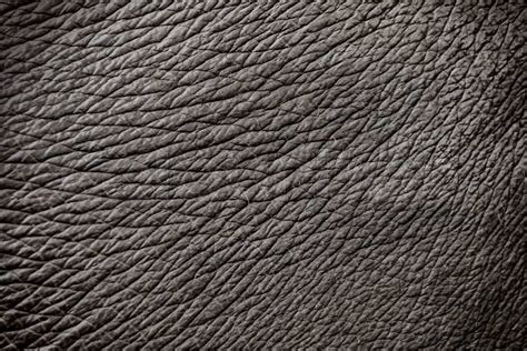 Elephant Skin Texture Abstract Background Stock Image Colourbox