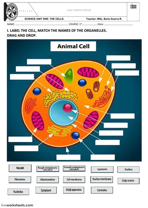The swelling and bursting of animal cells when water enters ANIMAL AND PLANT CELLS worksheet