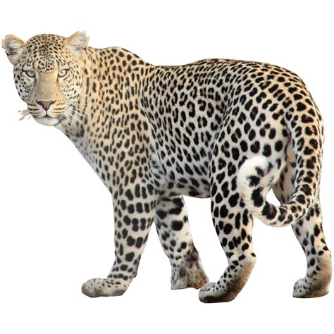 Leopard clipart rainforest jaguar, Leopard rainforest jaguar Transparent FREE for download on ...