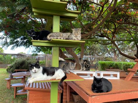 Lanai Cat Sanctuary Maui Oceanview Condos