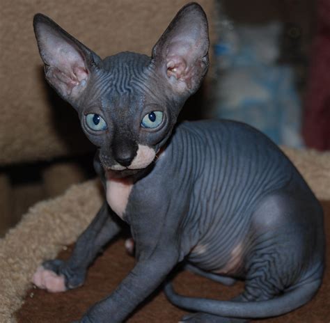 Inflammatory bowel/ibd in dogs and cats. 48 Very Cute Sphynx Kitten Pictures And Photos
