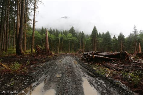 Logging Road Near Lake Quinault Olympicrainforest0529