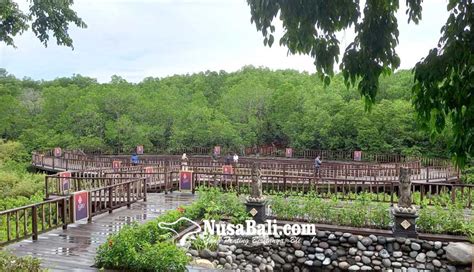 Jadi Areal Ekowisata Mangrove Ketiga Begini Keindahan Hutan Mangrove