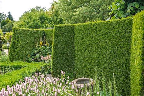 Evergreen Shrubs For Privacy Great Hedge And Screen Plants For