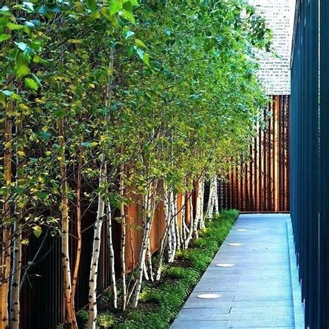 Tall Skinny Trees For Landscaping Tall Thin Trees Landscaping Images In