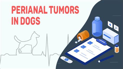 Perianal Tumors In Dogs Petmoo