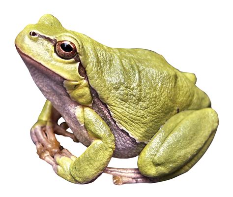 Frog Png Image Purepng Free Transparent Cc0 Png Image Library