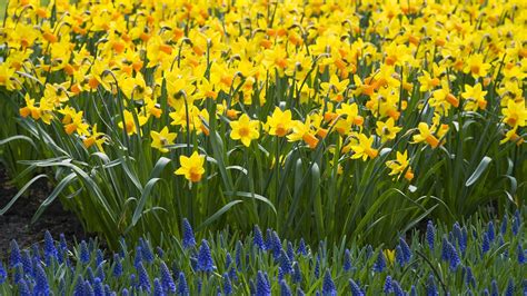 Daffodil Wallpaper Free Download Pixelstalknet
